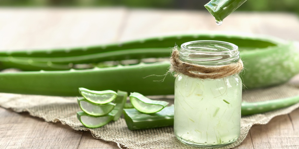 Aloe vera "wonder plant"