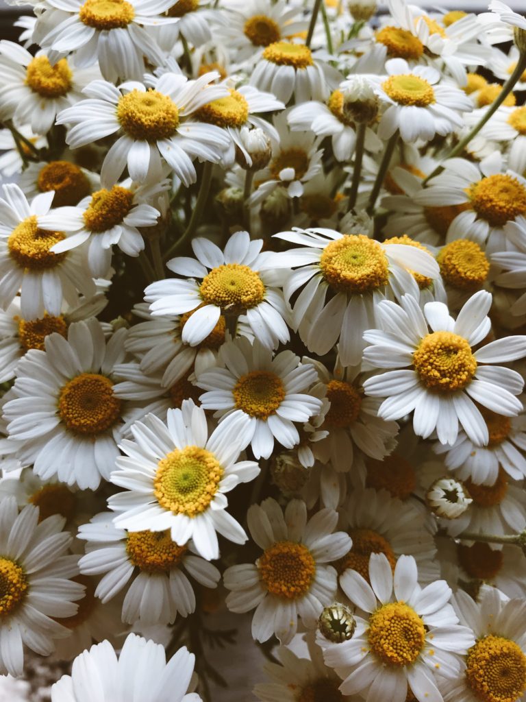 Chamomile A Natural Remedy