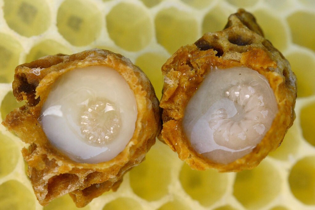 Royal Jelly The Immune System Booster