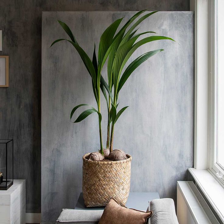 The Most Beautiful Indoor Plants