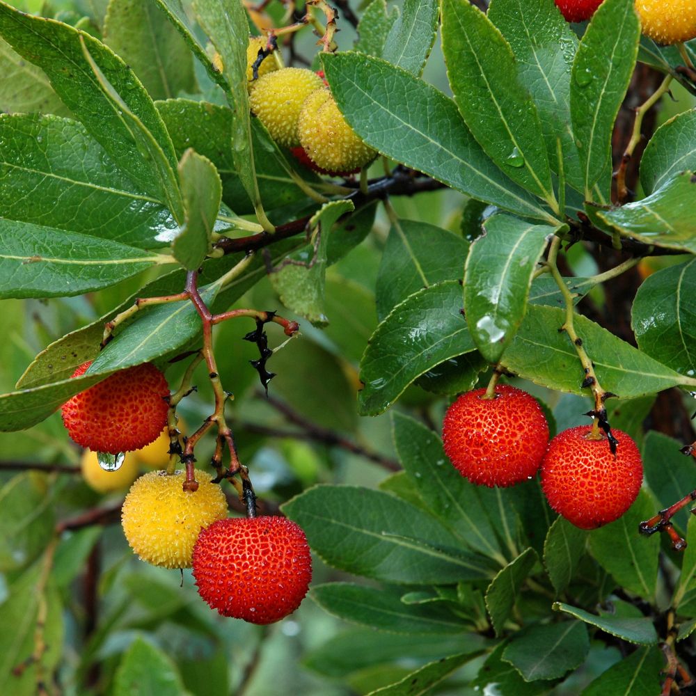 The Arbutus And Its Benefits