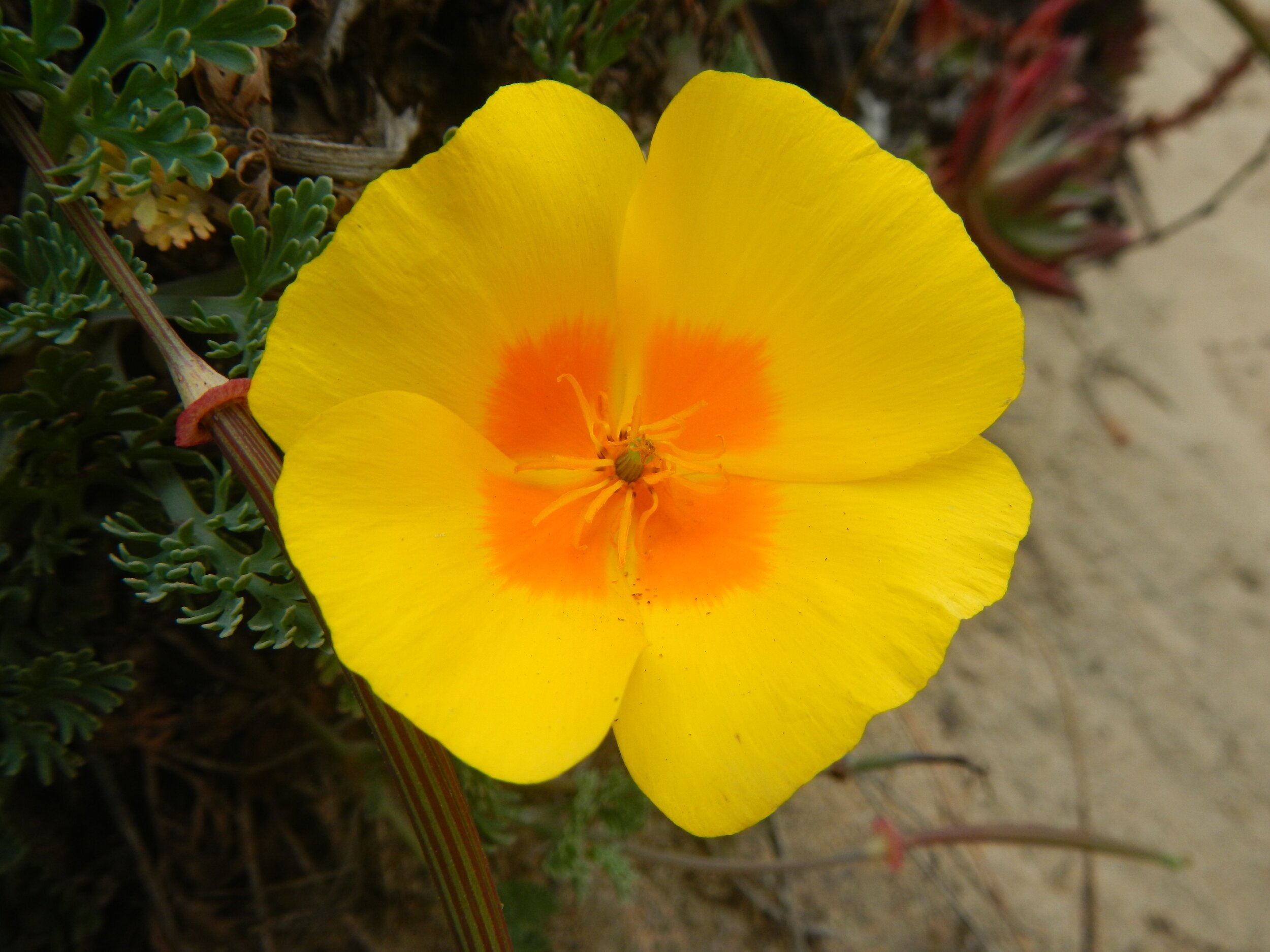 The Power Of The California Yellow Poppy On Sleep