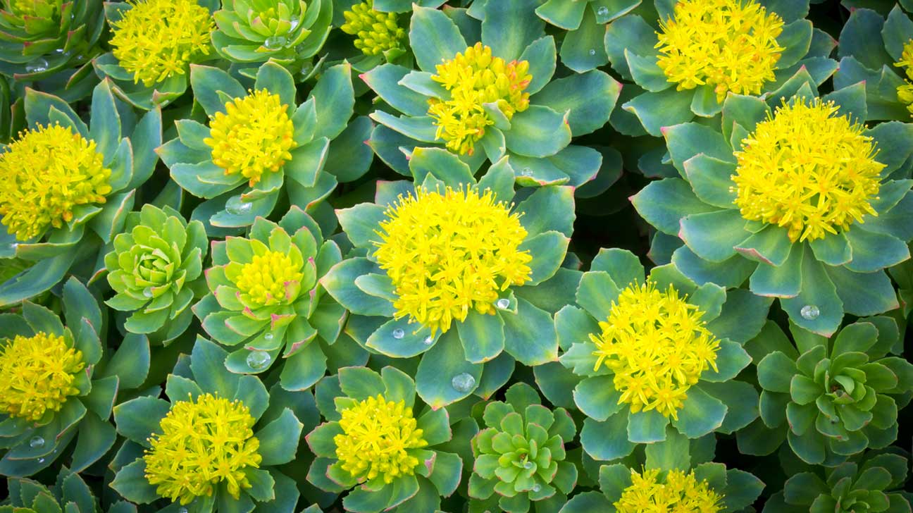 Rhodiola Rosea Virtues