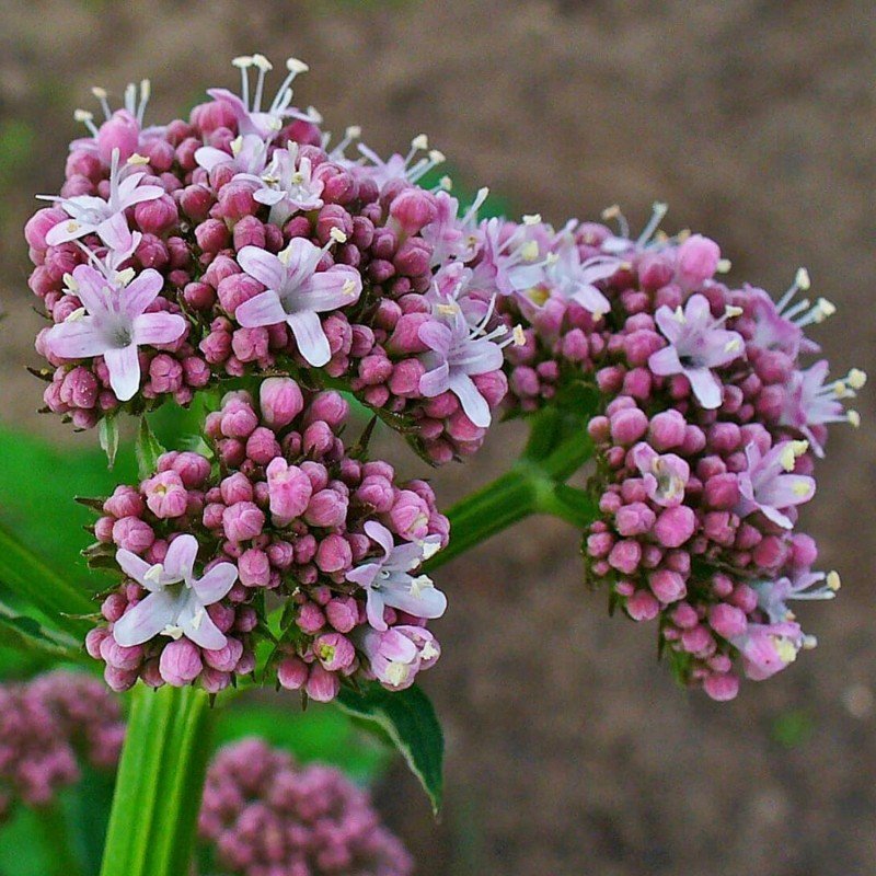 The Benefits Of Valerian On Sleep