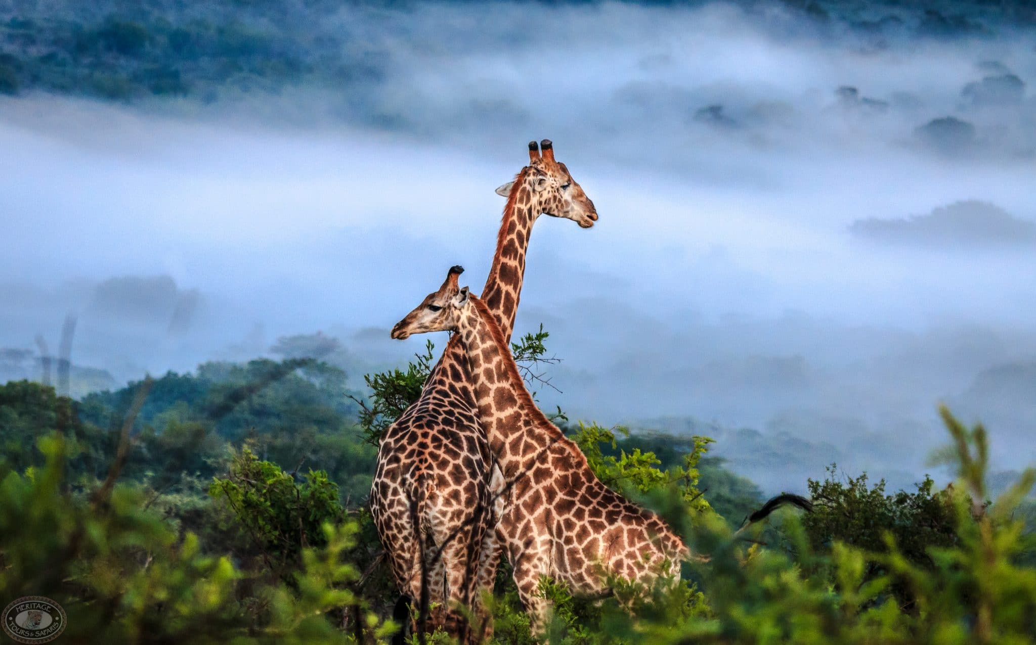 The Best Destinations To Go On Safari