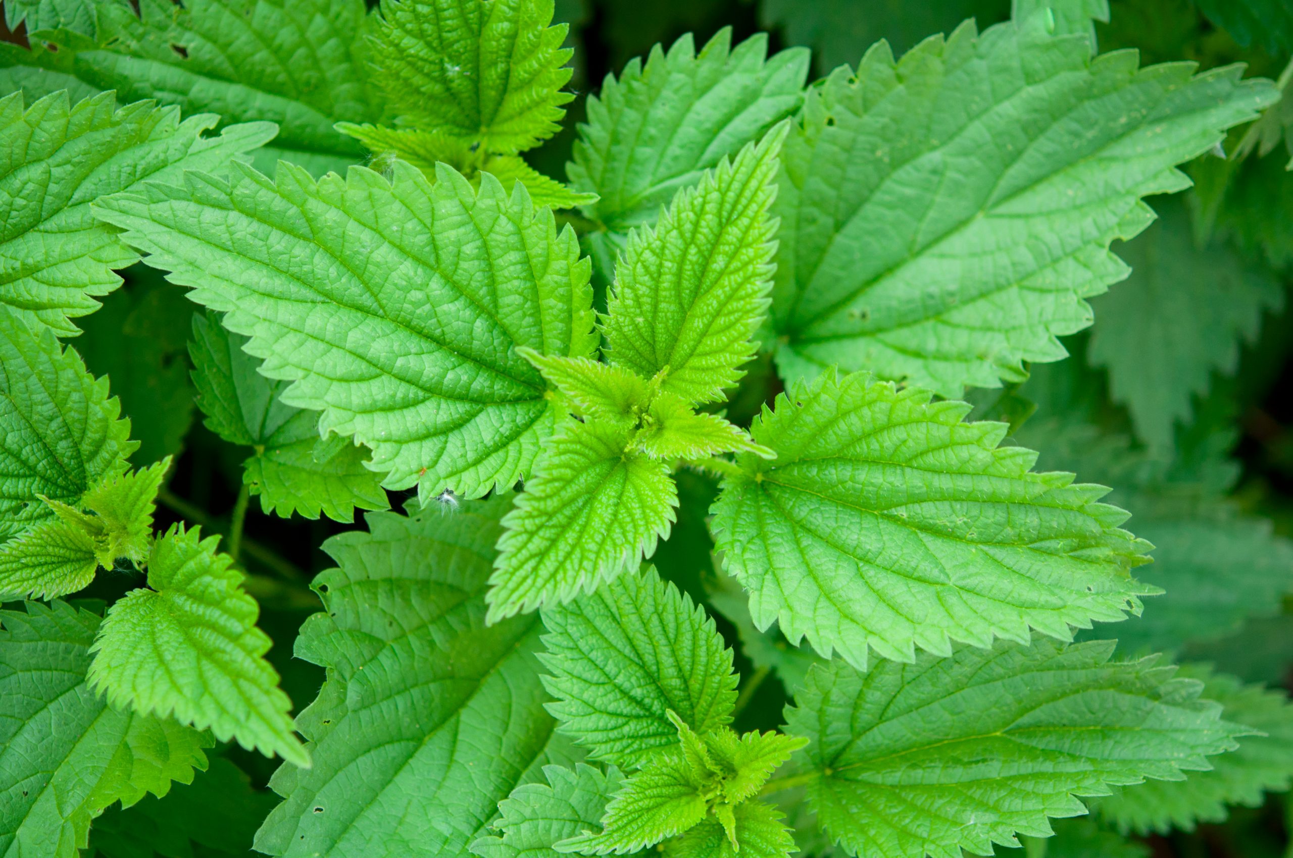 The Use And Benefits Of Nettle