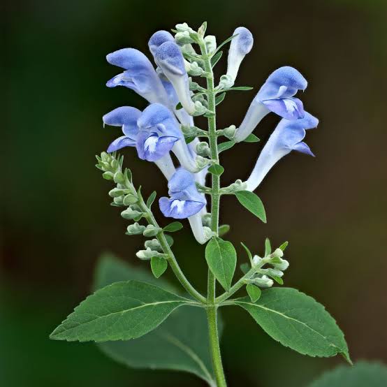 Skullcap To Calm The Nerves